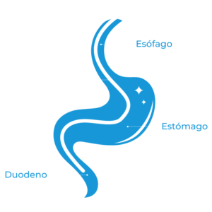 Diagrama de una endoscopia digestiva